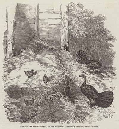 Nido del Pavo de Matorral, en los Jardines de la Sociedad Zoológica, Regent
